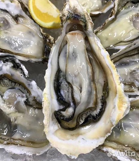 Устрицы оптом и в розницу