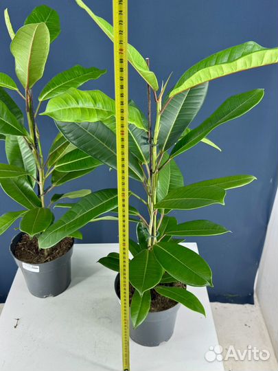 Фикус америка