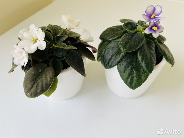 Мини фиалки в горшочках