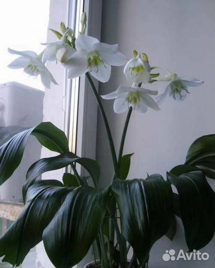 Эухарис (амазонская лилия)