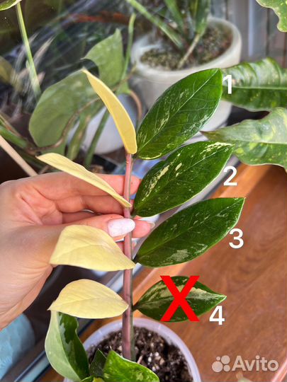 Замиокулькас вариегатный