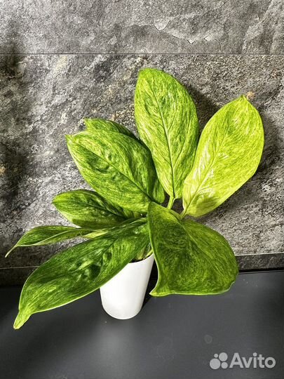 Сциндапсус perakensis mint variegated