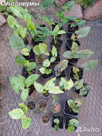 Сингониумы, 36 сортов
