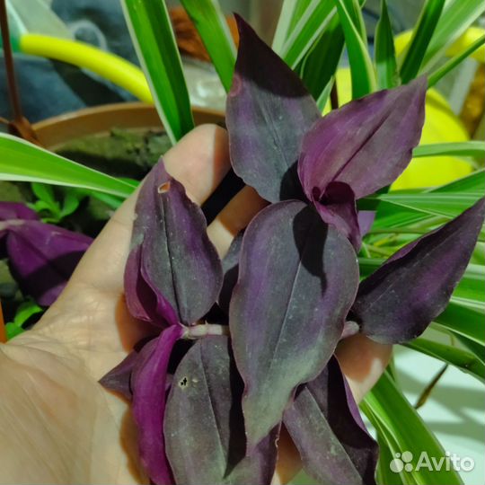 Каллизия розовая пантера, голд, ползучая, Рео