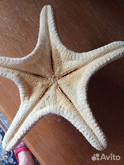 Морская звезда натуральная