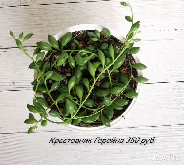 Суккуленты