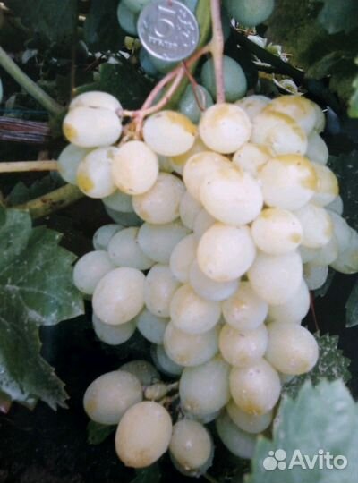 Саженцы винограда