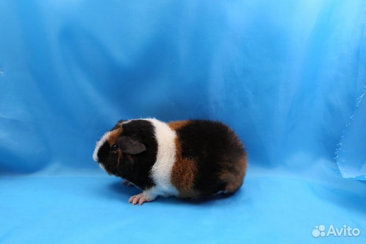Морские свинки Американский Тедди