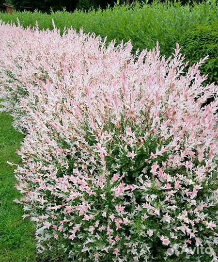 Ива Хакуро нишики