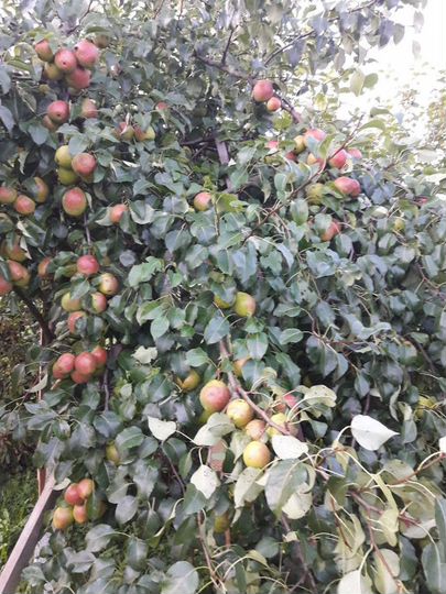 Дом 33,3 м² на участке 35 сот.