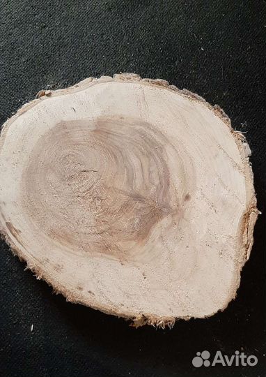 Спилы большие дуба