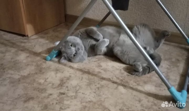 Вязка с британским опытным котом