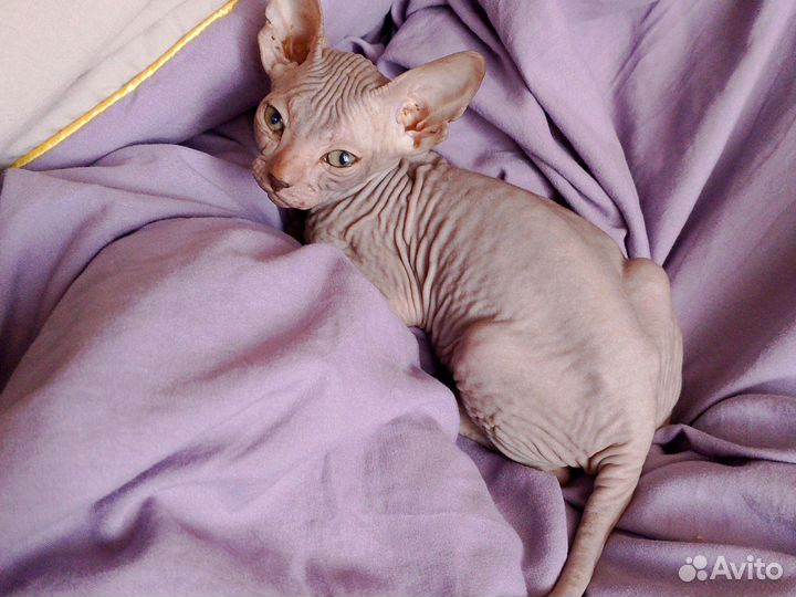 Канадский сфинкс котенок девочка