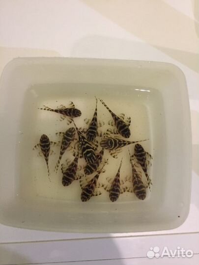 L-333 Hypancistrus (Yellov.Gold) L-201