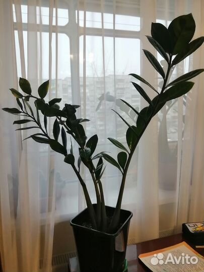 Замиокулькас