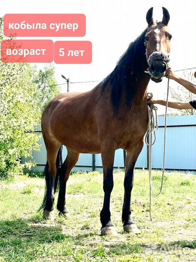 Кобыла супер