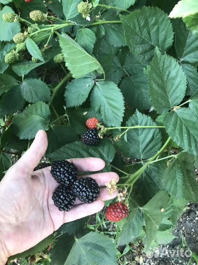 Ежевика саженцы