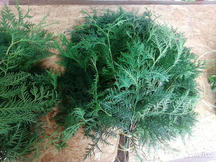 Веники Дуб,Туя, запарки Зверобой и др