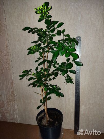 Мурайя метельчатая