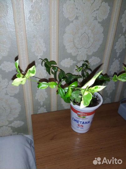 Мирт крупнолистовой вариегатный