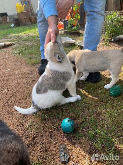 Девочка дворянка