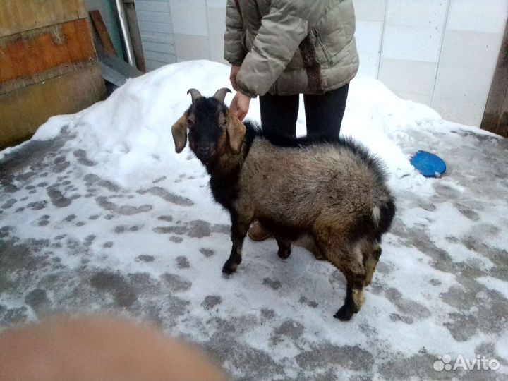 Коза нубийская