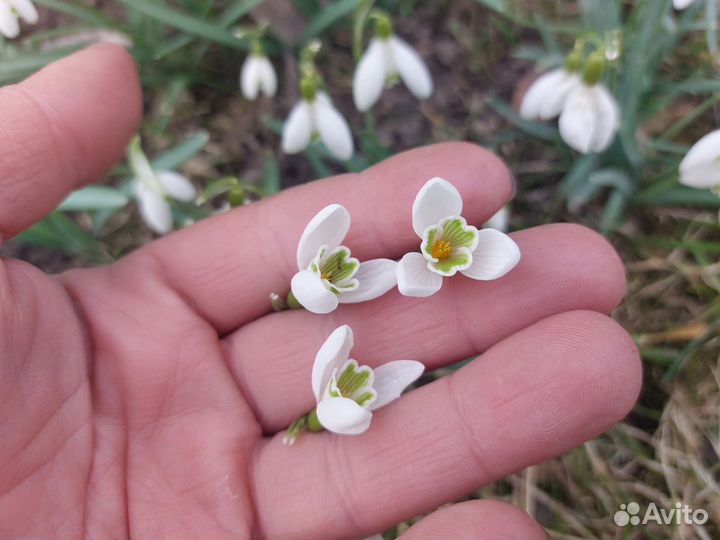 Подснежники луковицы. Цветы весны