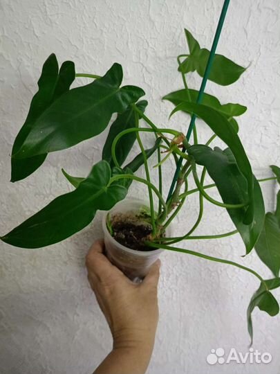 Филодендроны