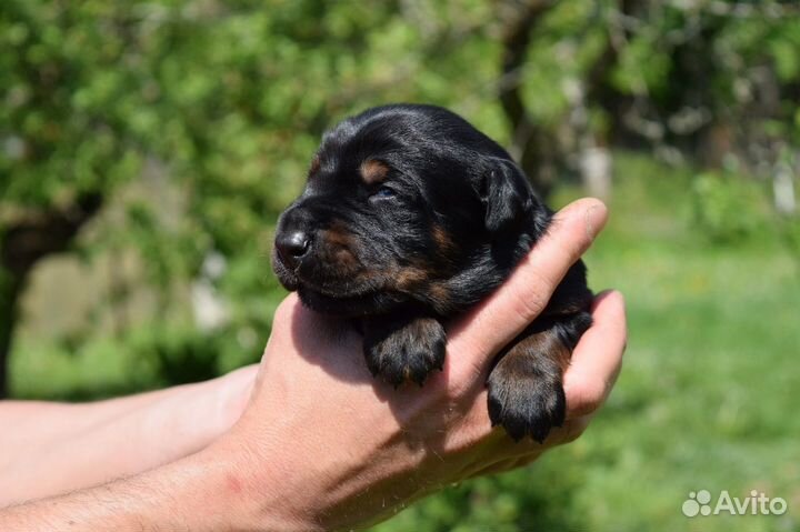 Доберман щенки с документами