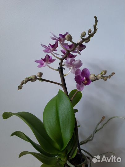 Орхидея Виолет квин