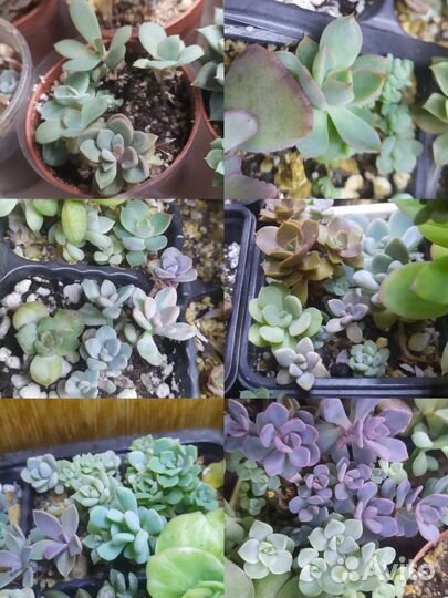 Суккуленты много видов
