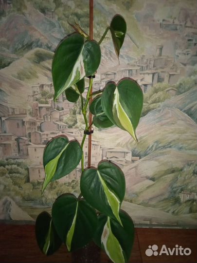 Филодендрон медиапикта триколор