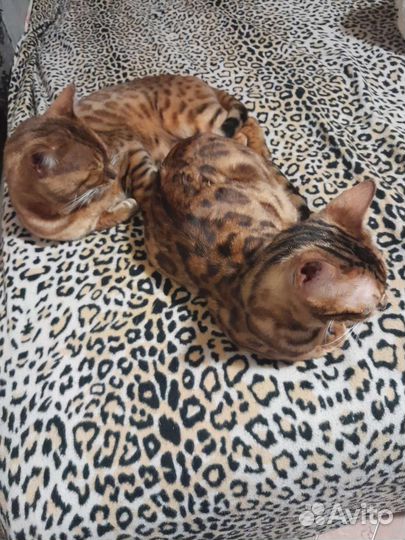 Бенгальская