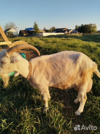 Зааненская дойная коза