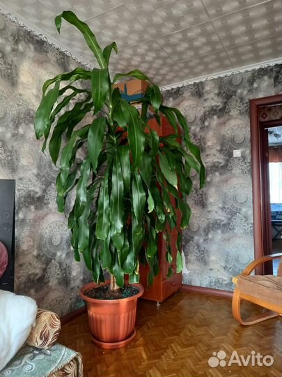 Пальма драцена