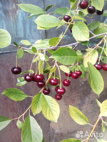 Саженцы вишни