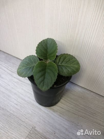 Глоксиния стакан 0,5л