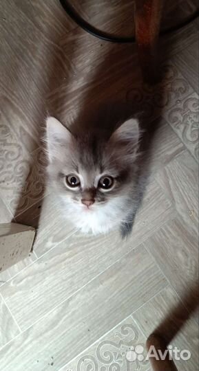Котята бесплатно