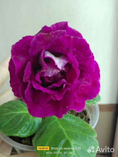 Глоксиния цветущая