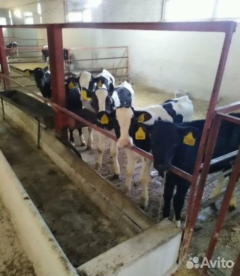 Бычки быки телята