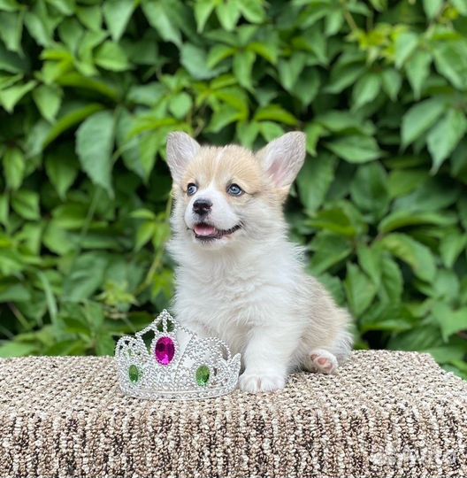 Щенки Вельш Корги