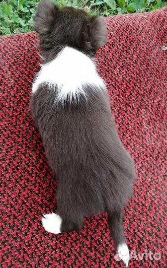 Щенки чихуахуа