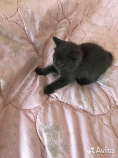 Котёнок серый, пушистенький