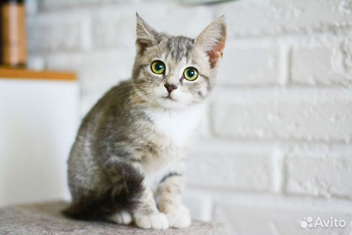 Кошечка 2 мес