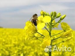 Мед Рапсовый урожай 2023
