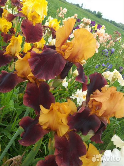 Ирисы бородатые