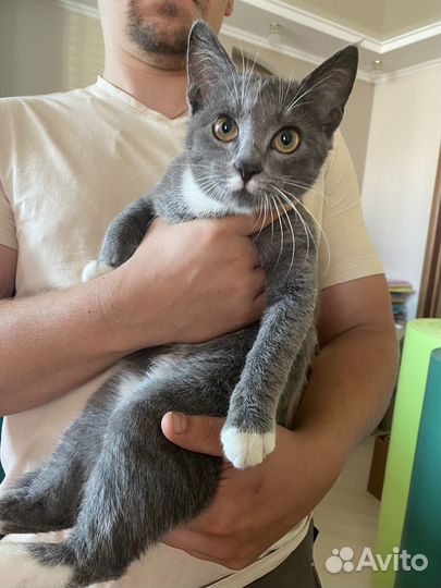 Котенок в добрые руки