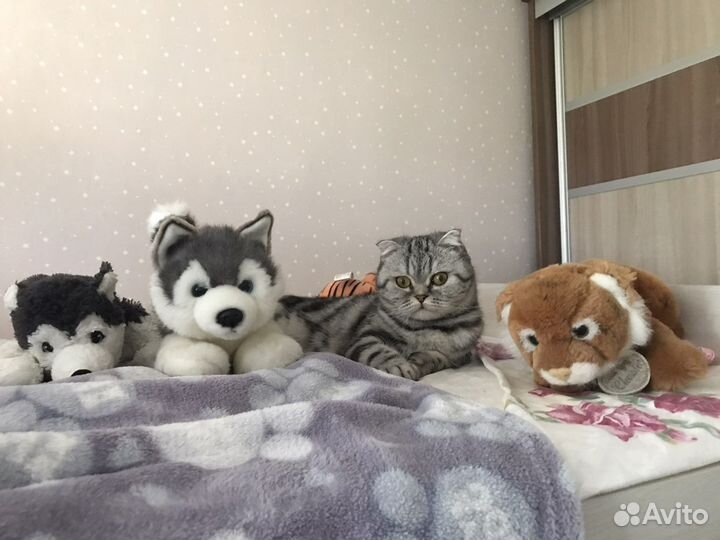 Кошка