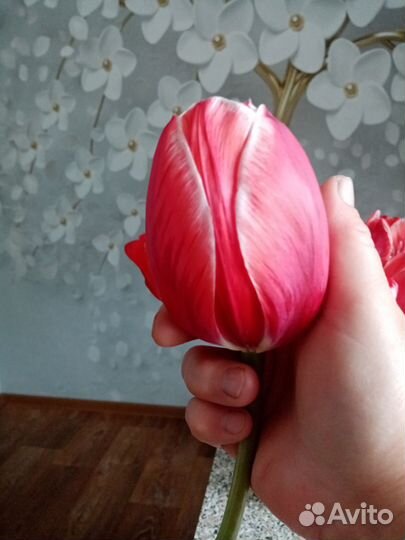 Тюльпаны. Луковицы