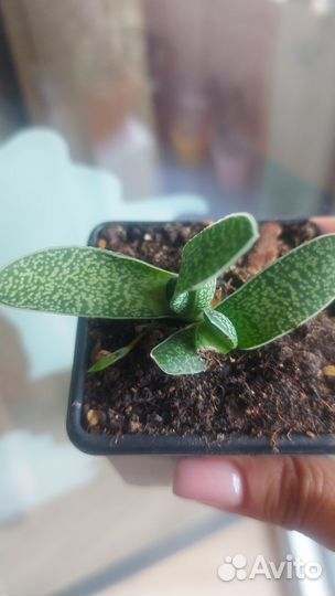 Традесканция Рео Голд